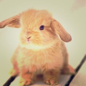 Meet your Posher, Lilia